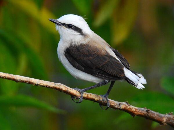 Lavadeira-mascarada (Fluvicola nengeta) — Foto: Davi de Paula