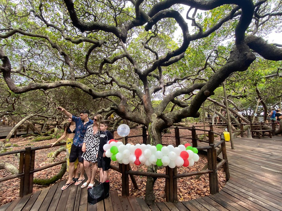 Maior cajueiro do mundo, em Pirangi, completa 135 anos — Foto: Foto: Pedro Trindade/Inter TV Cabugi