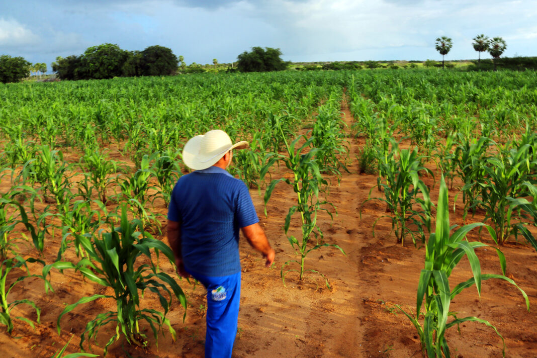 LAVROURAS / SAFRA / MILHO / PLANTAÇÃO / PLANTAS