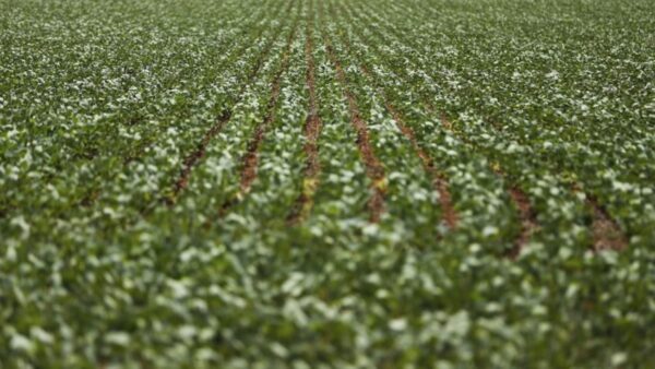 agronegocio-agricultura-sustentavel