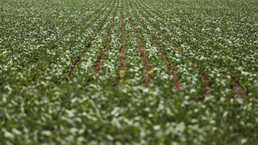 agronegocio-agricultura-sustentavel