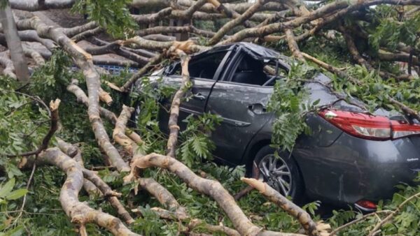 quedas de árvore após chuva em SP