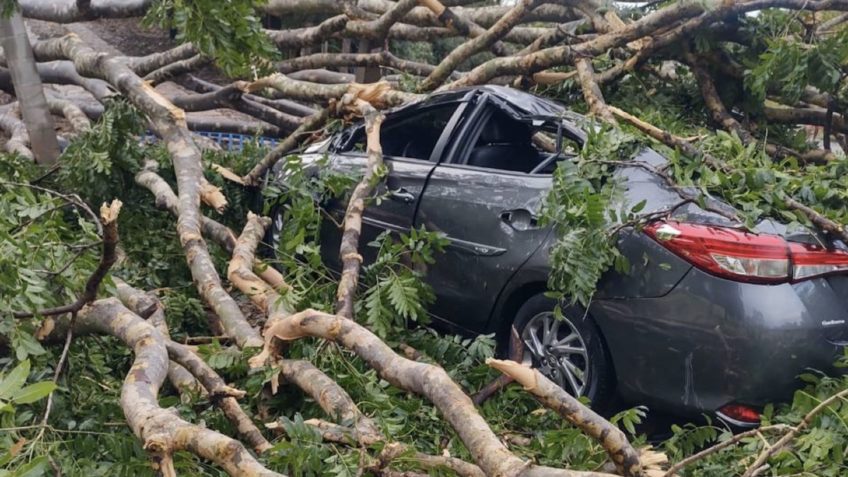 quedas de árvore após chuva em SP