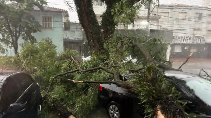 queda de árvore em SP
