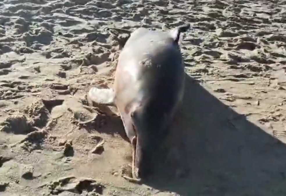 Golfinho encontrado morto na praia de Graçandu — Foto: Divulgação