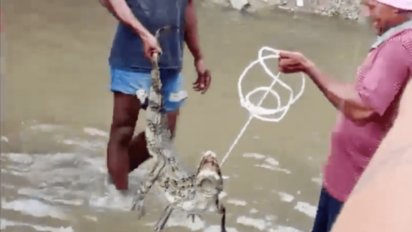 Jacaré capturado nas ruas do Rio de Janeiro