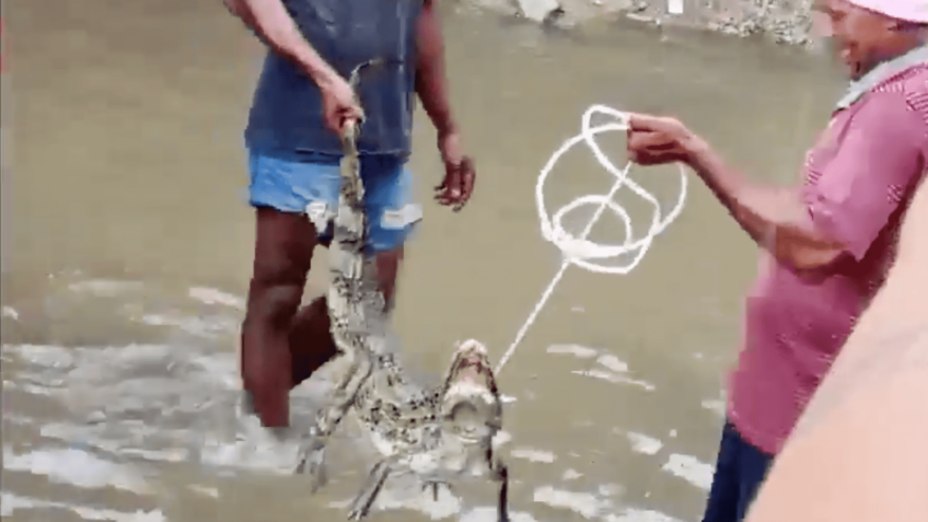 Jacaré capturado nas ruas do Rio de Janeiro