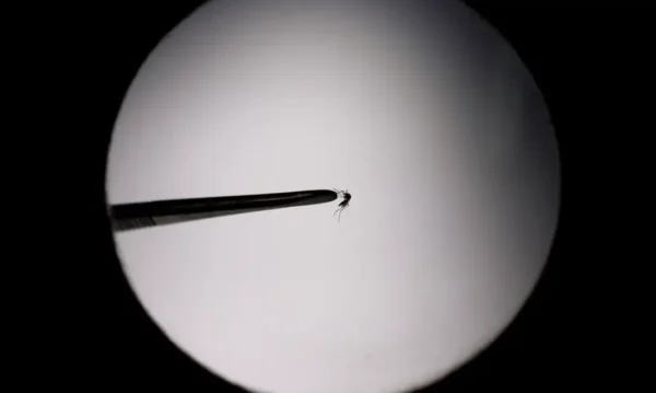 Distrito Federal registra aumento de 646% nos casos de dengue em 2024 | Foto: AGUSTIN MARCARIAN