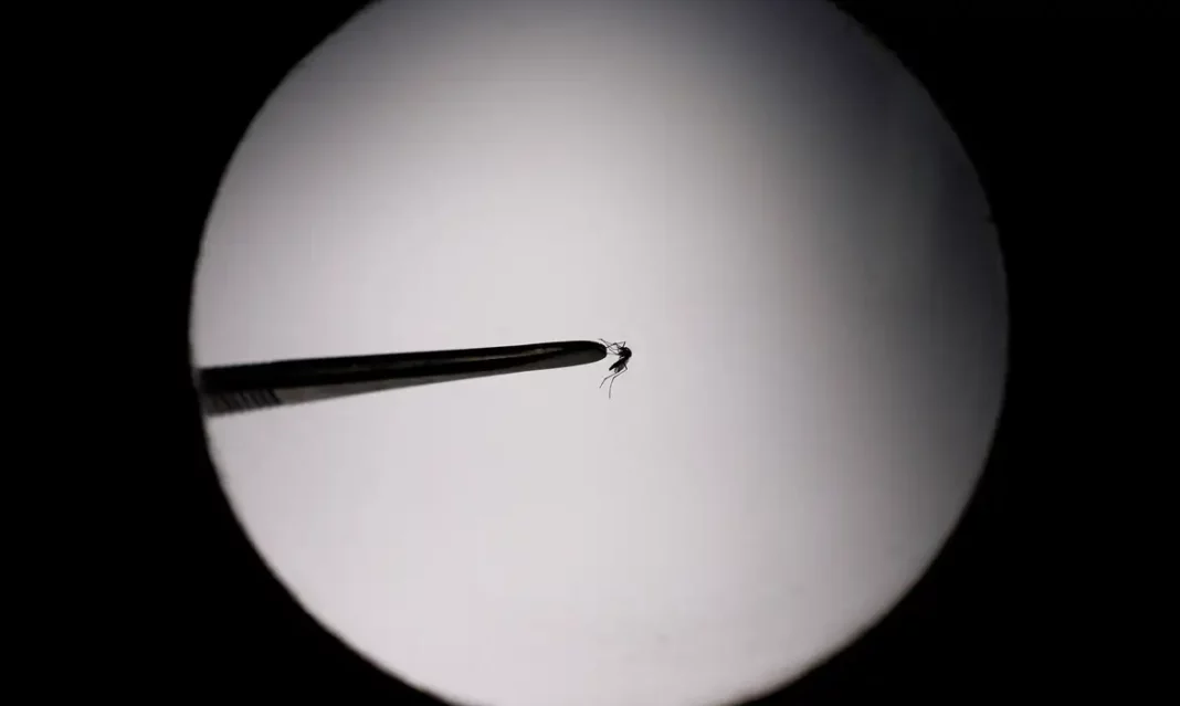 Distrito Federal registra aumento de 646% nos casos de dengue em 2024 | Foto: AGUSTIN MARCARIAN