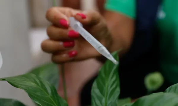 Incorporação de vacina contra dengue ao SUS deve sair ainda este ano | Foto: Fernando Frazão/Agência Brasil