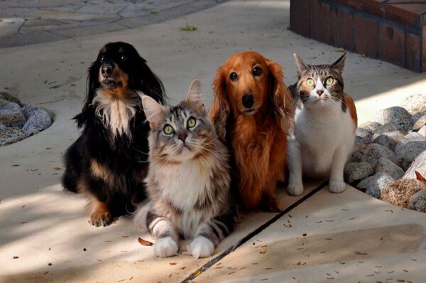 Cães, gatos, aves, peixes. Você escolhe o seu favorito. Os pets têm lugar cativo na vida e no coração dos brasileiros.