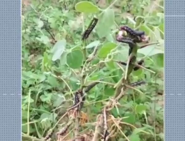 Mandarová-da-mandioca atinge plantações em Lagoa Nova — Foto: Divulgação