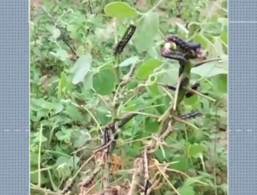 Mandarová-da-mandioca atinge plantações em Lagoa Nova — Foto: Divulgação