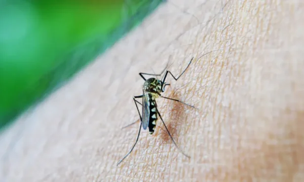Brasil ultrapassa 650 mil casos de dengue | Foto: nuzeee/Pixabay