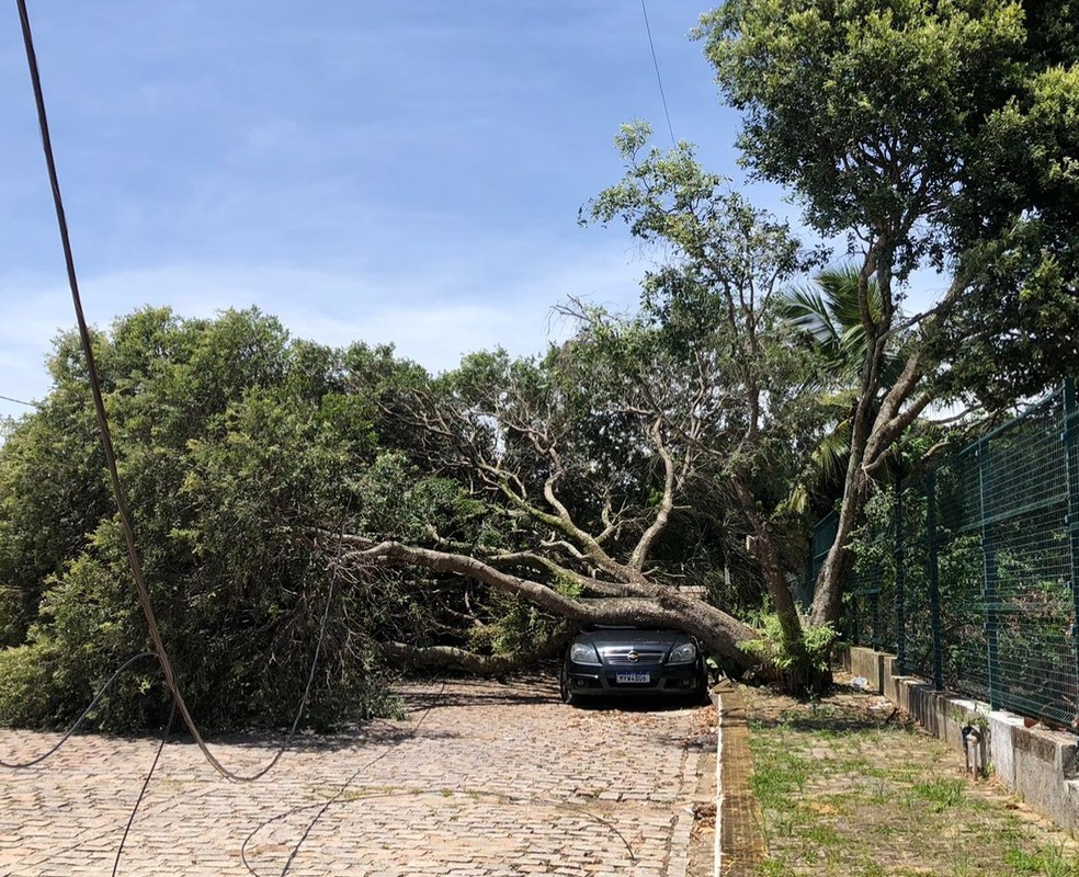 Árvore cai sobre carro na Zona Sul de Natal — Foto: Layssa Vilela/Inter TV Cabugi