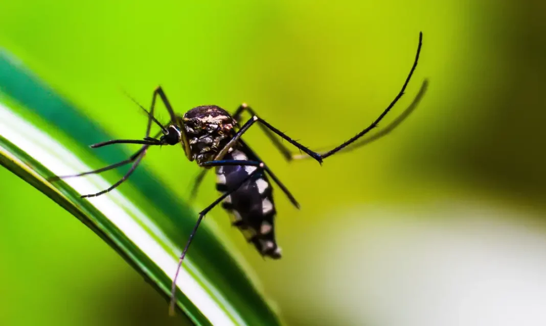 Dengue: Brasil tem mais de mil mortes confirmadas ou em investigação | Foto: shammiknr/Pixabay