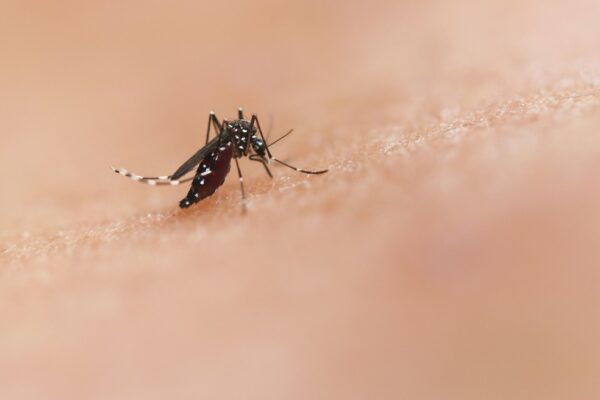 Mosquito transmissor da dengue — Foto: National Institute of Allergy and Infectious Diseases/ Unsplash
