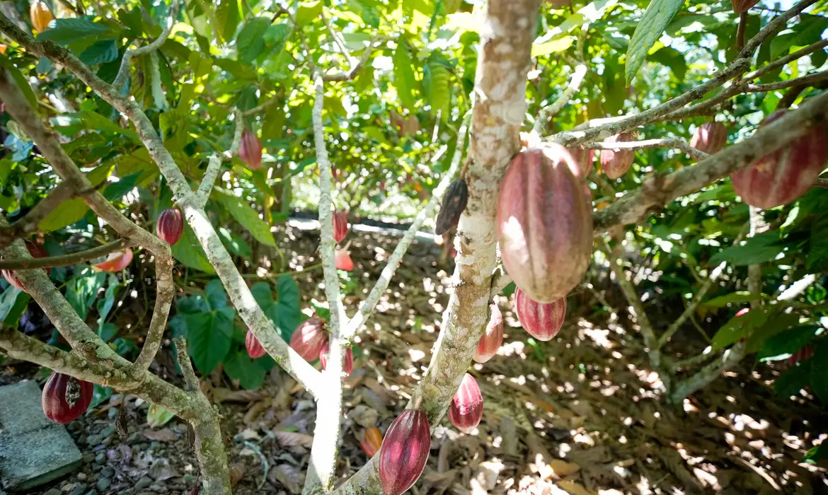 San José (Costa Rica) 20/04/2024 Produtores de café e cacau da América Latina contam como lidam com mudanças climáticas. Crédito: Divulgação IICA