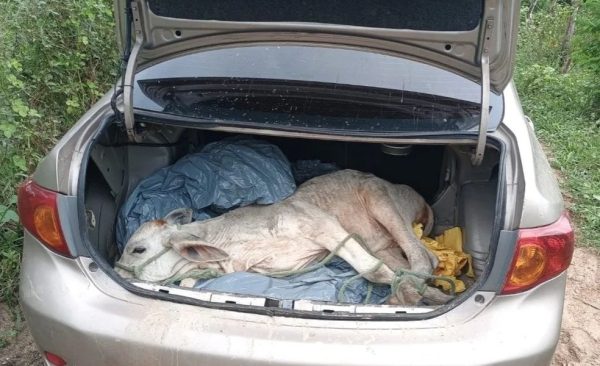 Bezerro encontrado dentro de porta-malas de carro atolado no interior do RN — Foto: PM/Divulgação