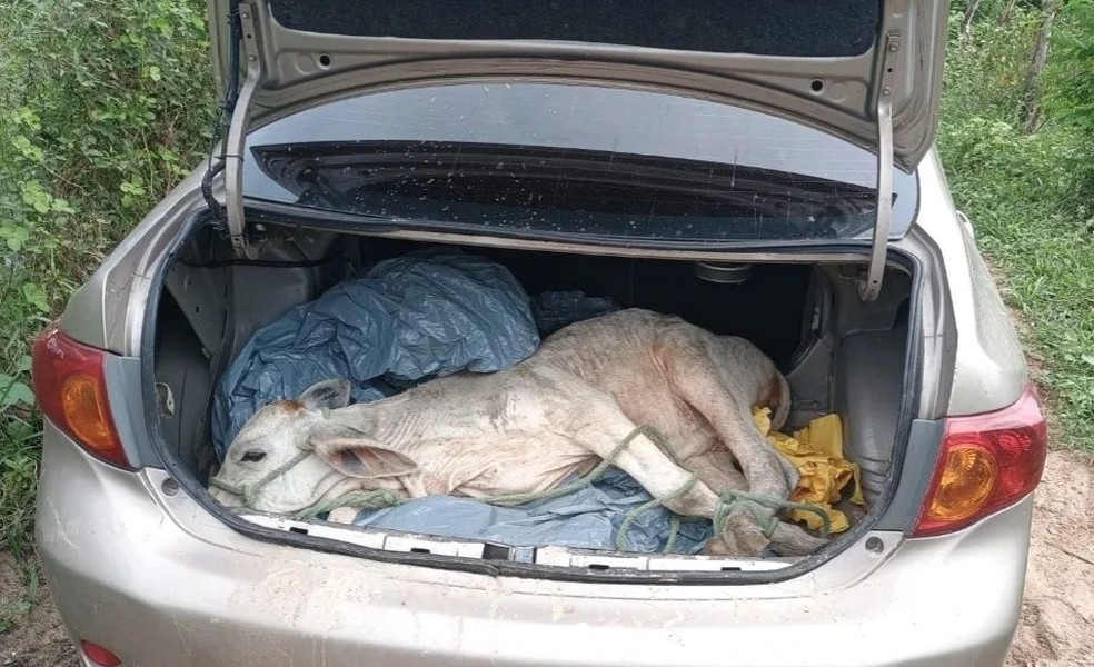 Bezerro encontrado dentro de porta-malas de carro atolado no interior do RN — Foto: PM/Divulgação