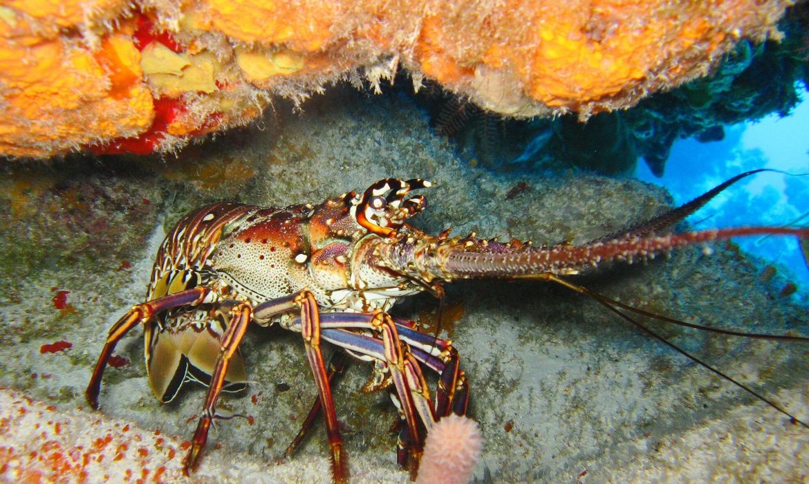 Pesca da lagosta. Foto: axistravel/Pixabay