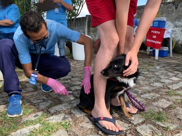 Campanha de vacinação antirrábica para cães e gatos começa na segunda (10) em Natal — Foto: Anna Alyne Cunha/Inter TV Cabugi