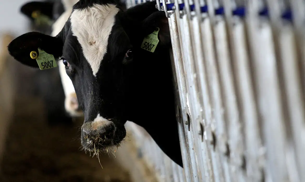 Vacas leiteiras em Ashland, Ohio
12/12/2014    REUTERS/Aaron Josefczyk