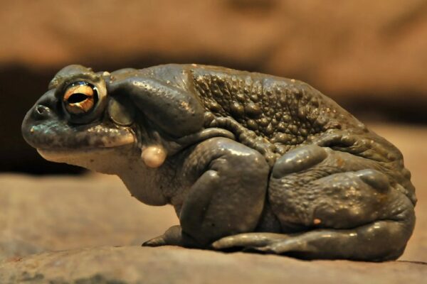 Sapo da espécie Bufo — Foto: Joachim Müller/Flickr/Divulgação UFRN