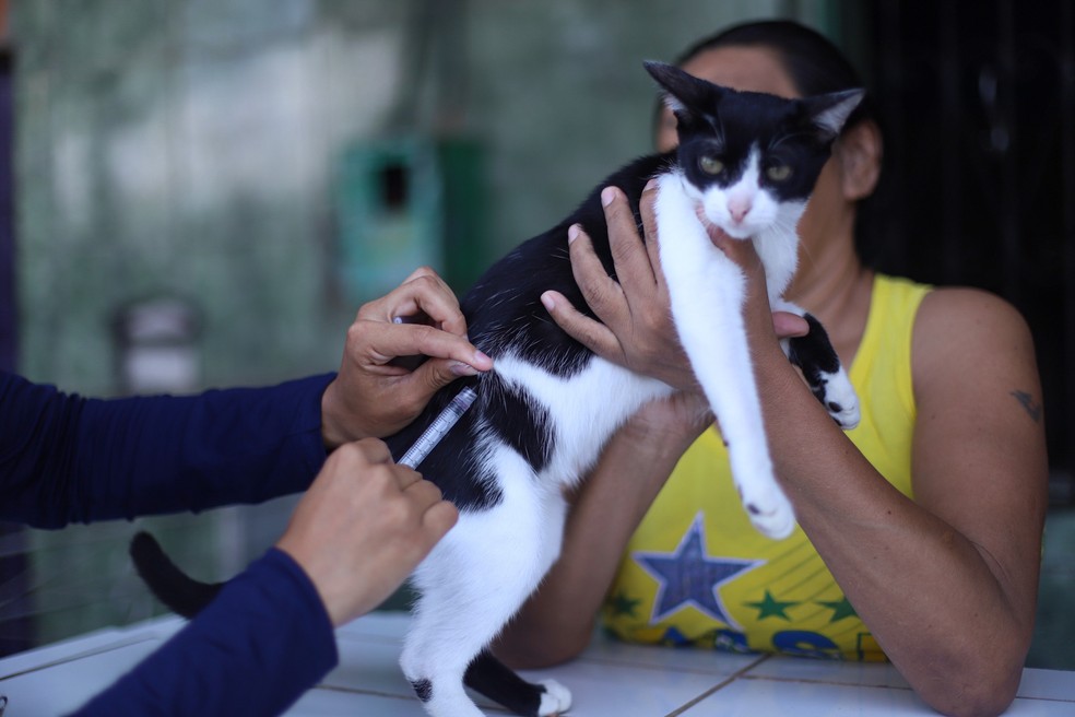 Vacinação antirrábica (Arquivo) — Foto: Divulgação