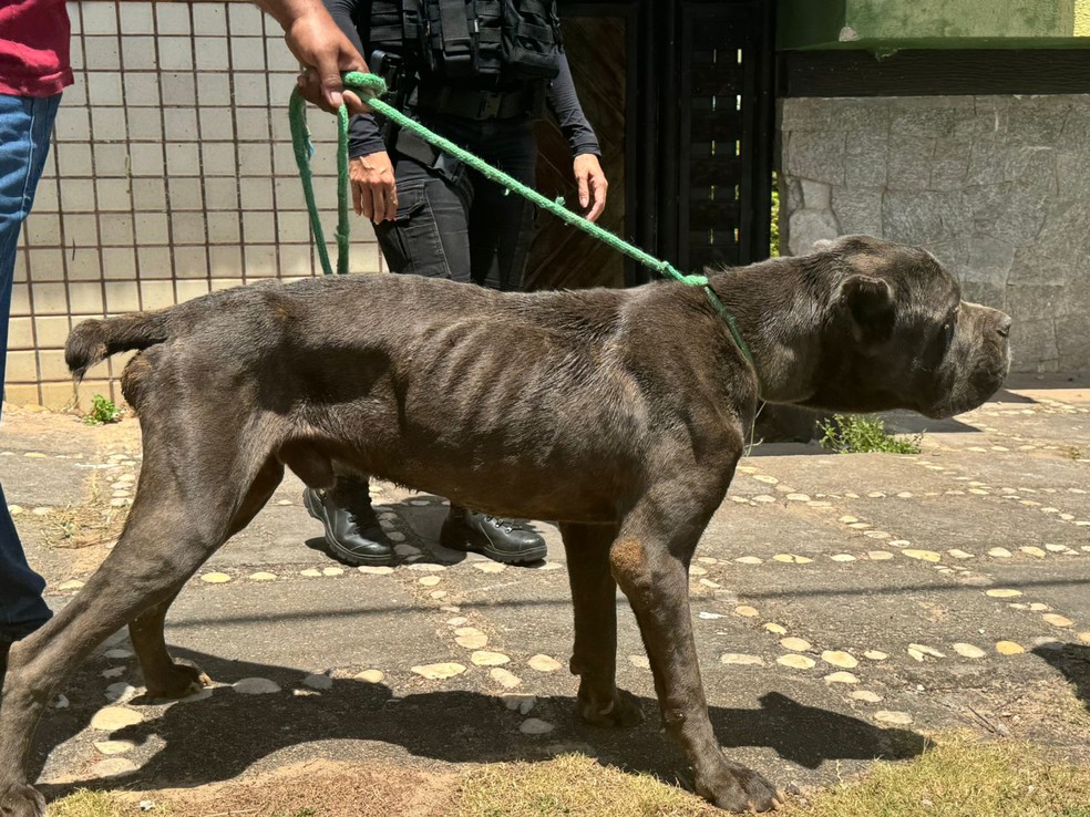 Cães estavam sem ração e água na casa — Foto: Sérgio Henrique Santos/Inter TV Cabugi
