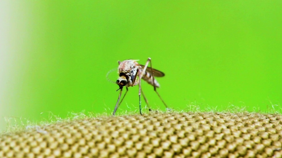 Mosquito da dengue — Foto: Divulgação