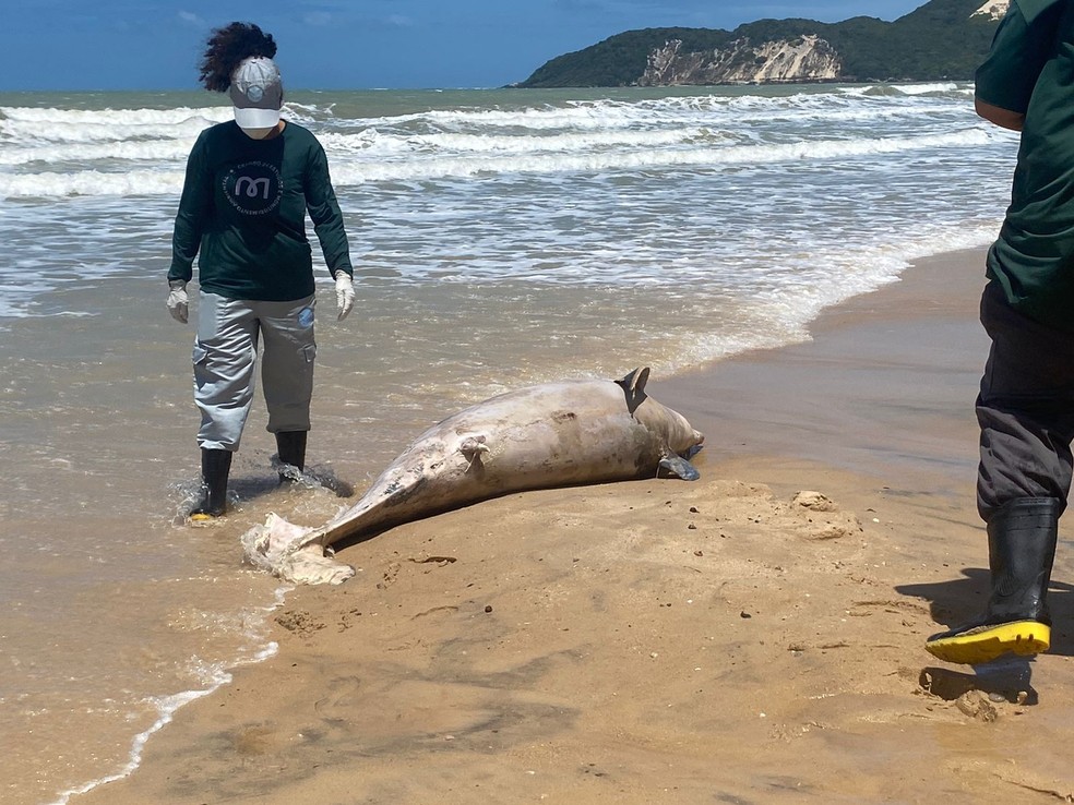 Golfinho encontrado morto na Praia de Ponta Negra, em Natal — Foto: Pedro Trindade/Inter TV Cabugi